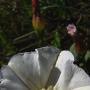 Bindweed (Convolvulus arvense): Non native. Can be white or pink.